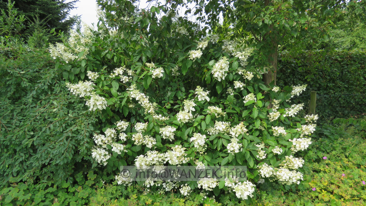 Hydrangea paniculata Unique 04.JPG